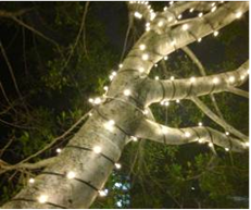 This photo shows properly installed bud lighting strings wrapped around tree branches ranging in size from 150mm in diameter to 50 mm in diameter providing an attractive effect. 