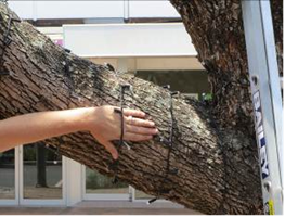 This photo shows properly installed bud lighting strings wrapped around the lower limb of a street tree with a person’s hand under one of the lighting strings to show how the strings should be attached loosely enough to be able to slip your hand between the branch surface and the lighitng string.