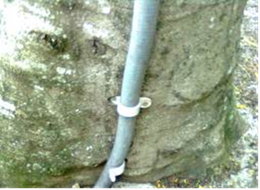 This photo shows inappropriately attached electrical cable. The cable is attached to the trunk of a tree with screw in cable brackets. 