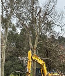 A picture containing tree, transport, outdoor, power shovel

Description automatically generated